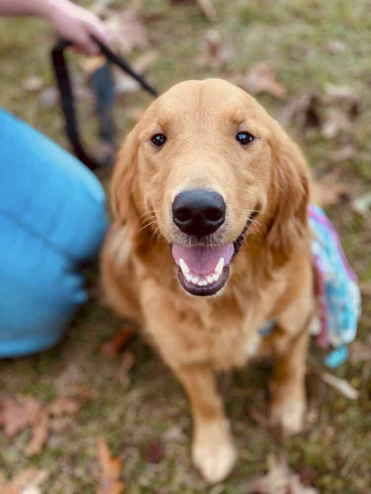 A golden retriever puppy is sitting in the grass with its tongue hanging out.