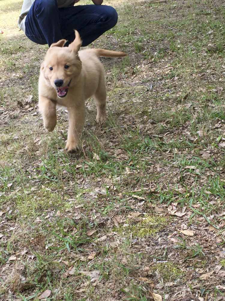 A person is kneeling down next to a puppy that is running in the grass.
