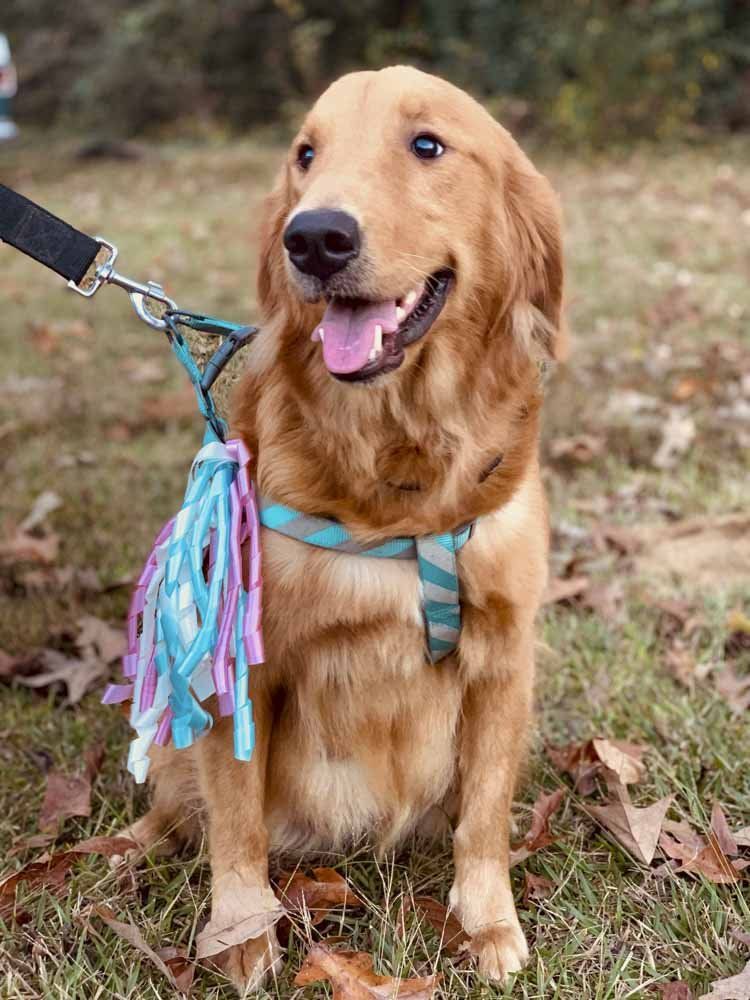 A golden retriever dog wearing a harness and leash is sitting in the grass.