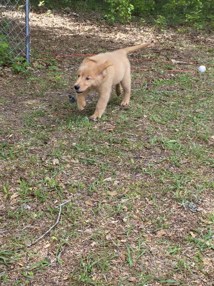 A puppy is playing with a golf ball in the grass.