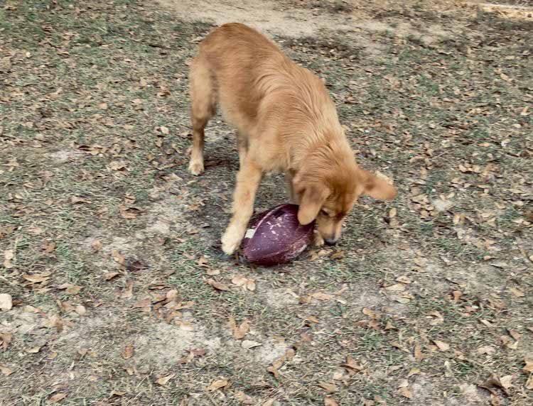 A dog is playing with a football in the grass.
