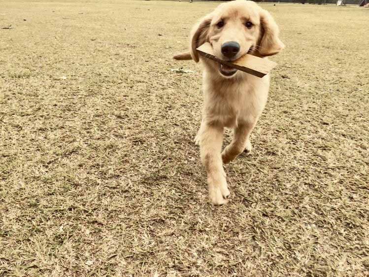 A puppy is running with a stick in its mouth.