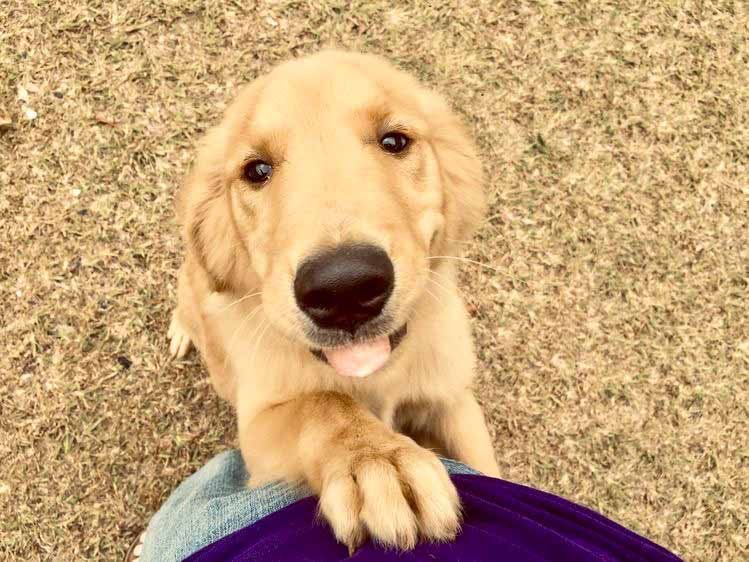 A puppy is sitting on a person 's lap and looking up at the camera.
