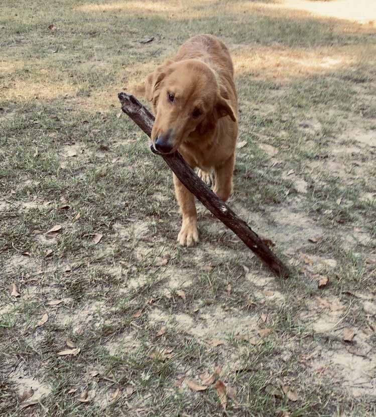 A dog is holding a stick in its mouth in the grass.