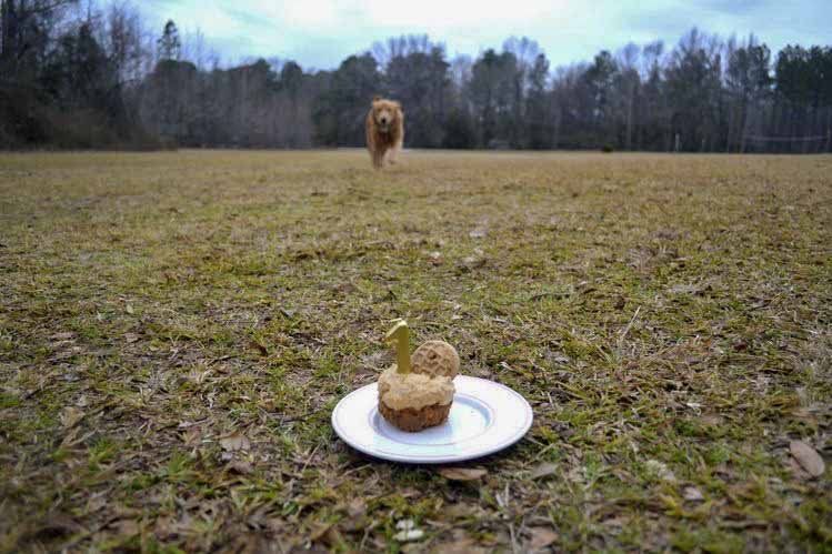 A dog is running towards a cupcake on a plate in the grass.