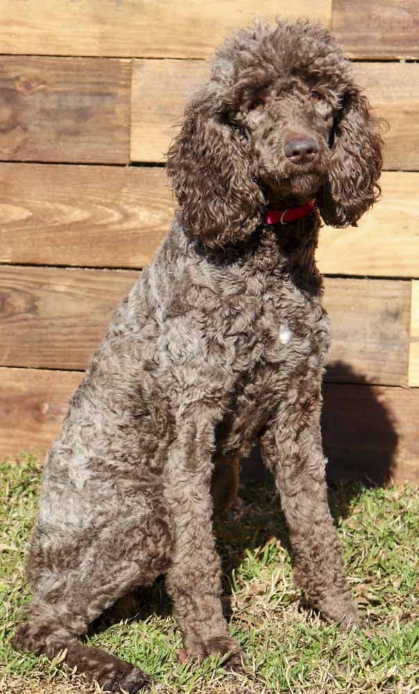A brown poodle is sitting in the grass in front of a wooden wall.