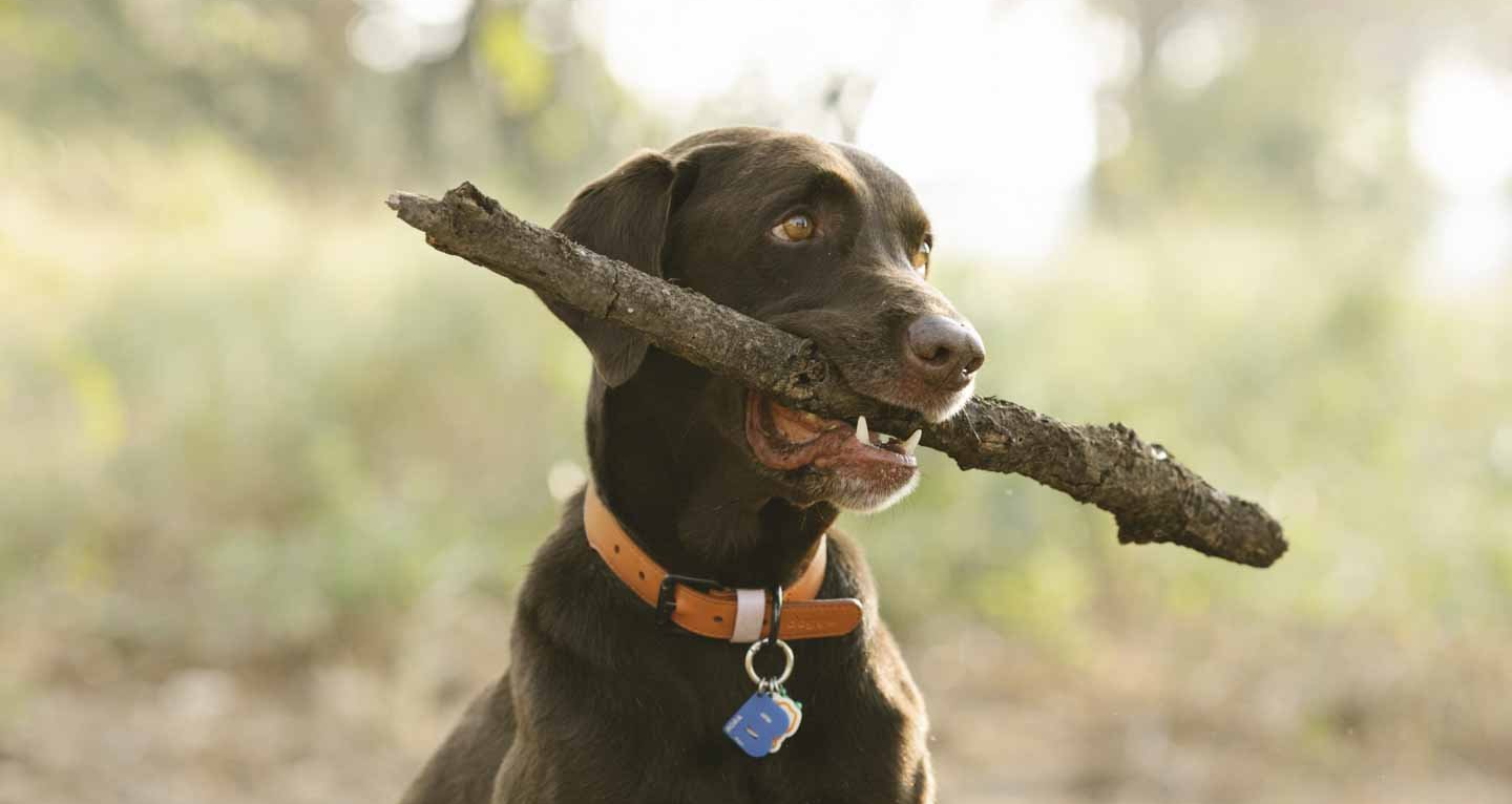 A brown dog is holding a stick in its mouth.