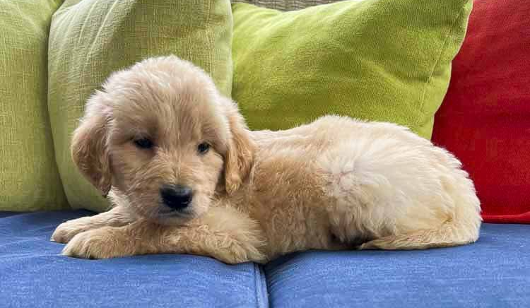 A puppy is laying on a blue couch next to pillows.