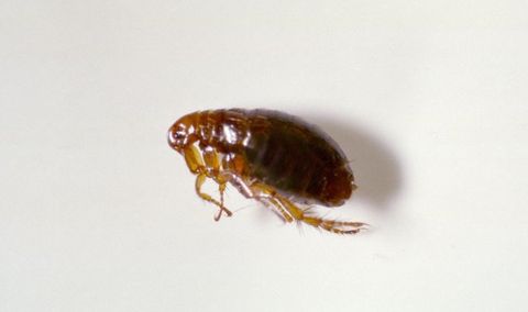 Symptoms of flea infestation include sickness and weakness and itching or skin problems