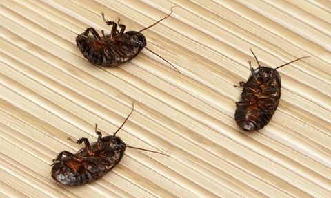 AO Pest Control offers efficient cockroach control solutions at great prices