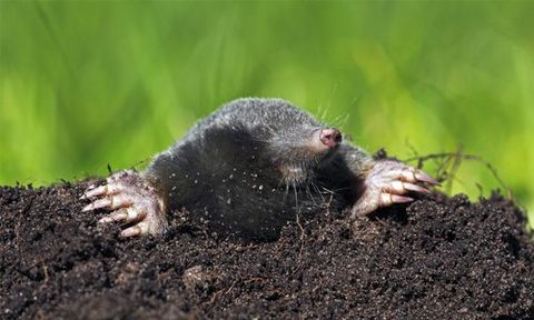 Our mole control treatment includes thorough survey and inspection