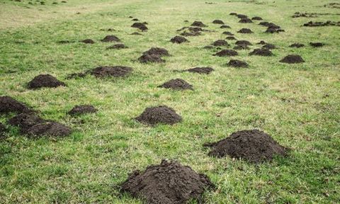 We offer reliable and professional mole control services to commercial, domestic and agricultural sectors
