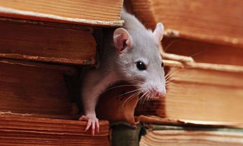 Our rodent control experts can help you have a pest-free home or office