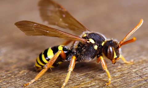 We provide reliable wasp control in Keighley