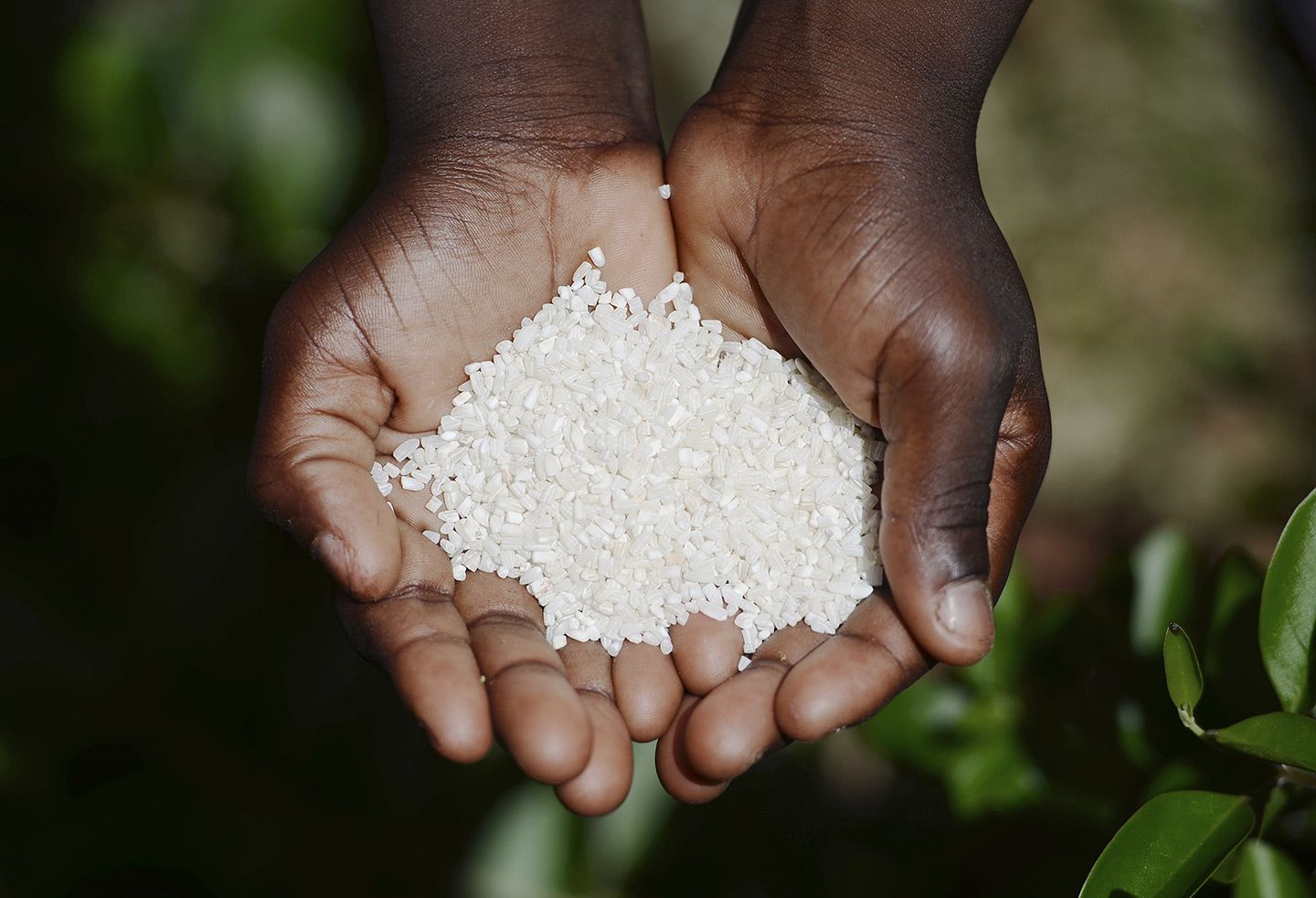 Hands holding a pile of white rice.