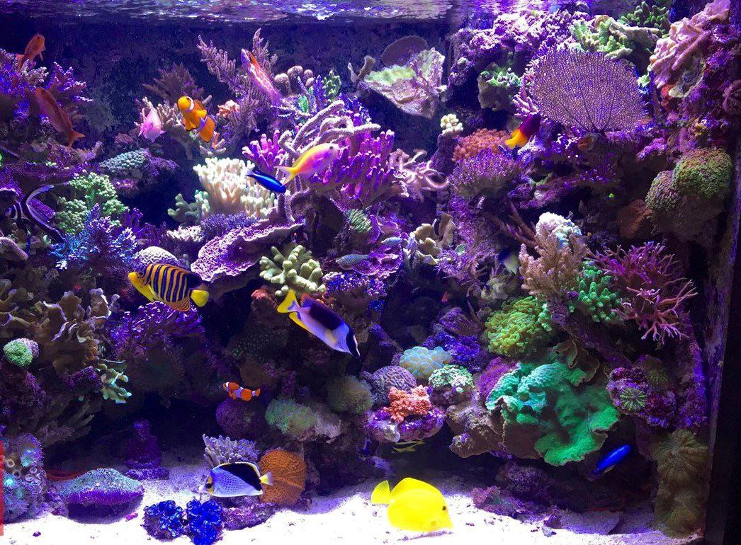 Interno di un aquario