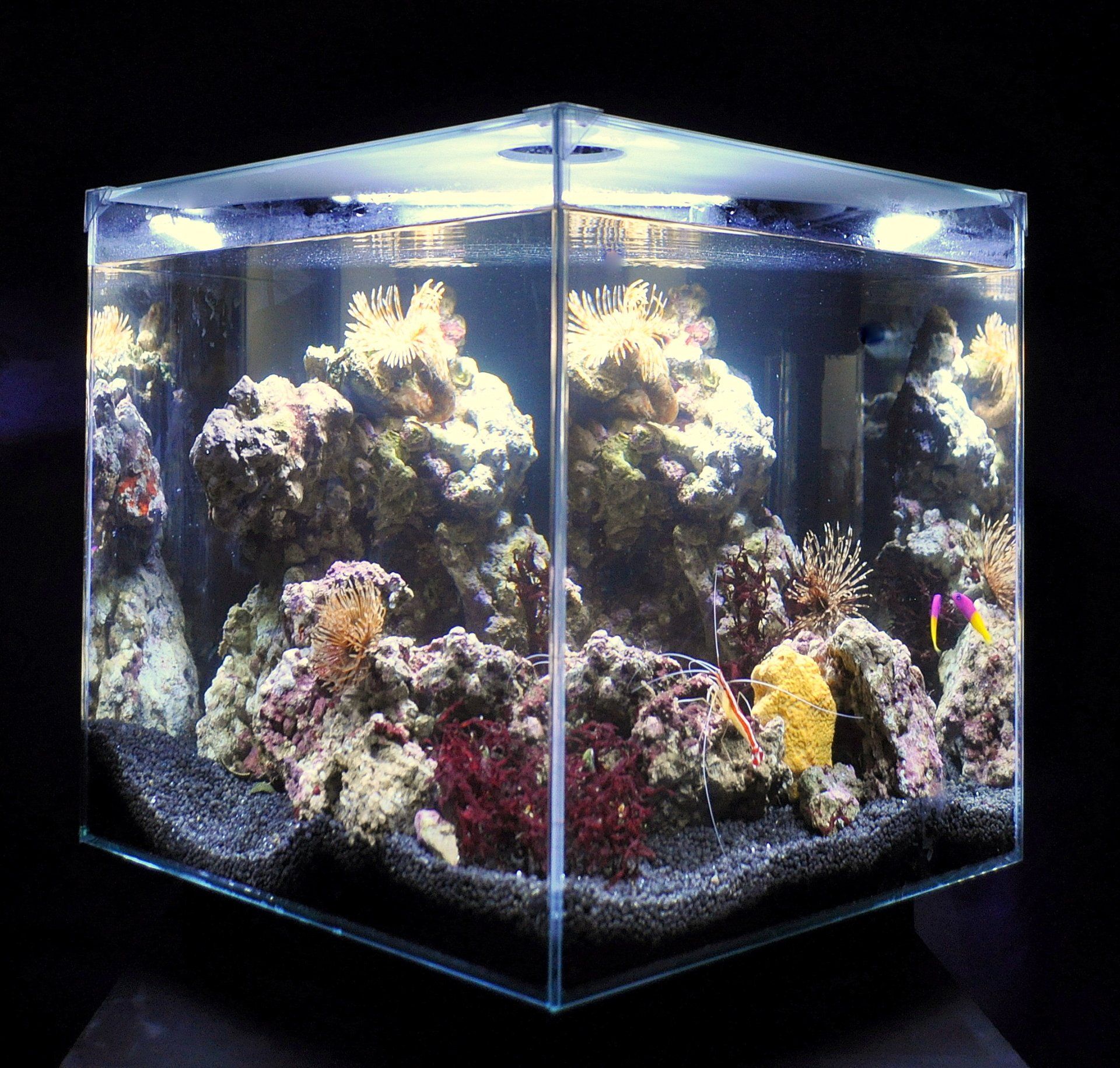 Acquario a forma di cubo