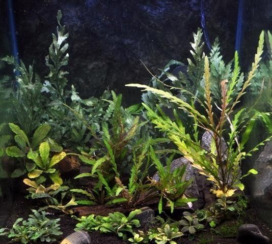 acquario con piante