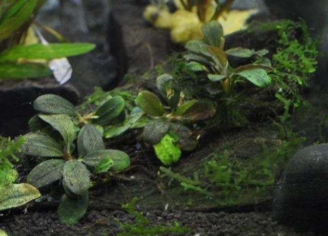 piante per acquari di acqua dolce