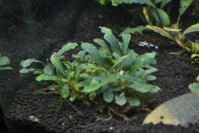 pianta per l'acquario