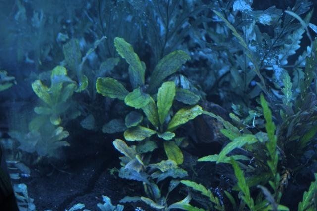 piante nell'acquario