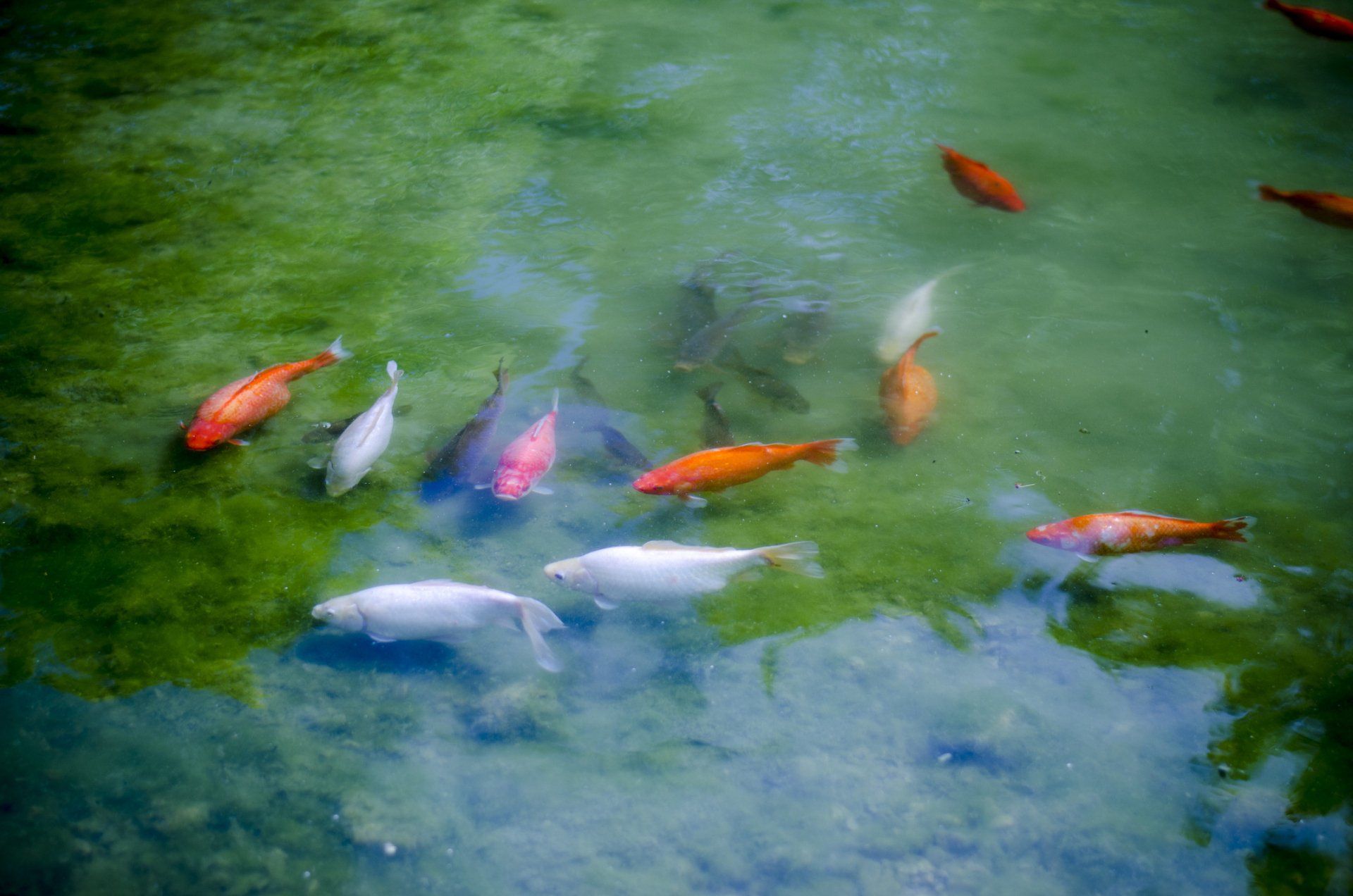 Laghetti con pesci