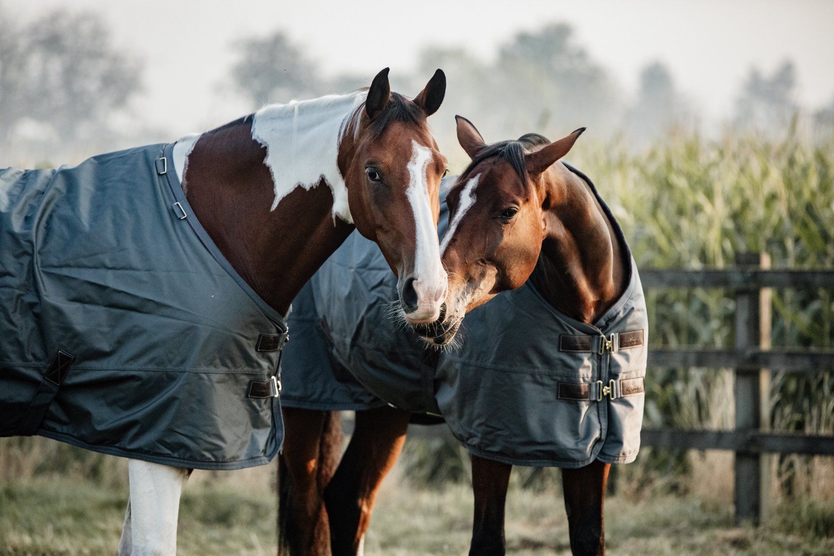 De verschillende soorten paardendekens