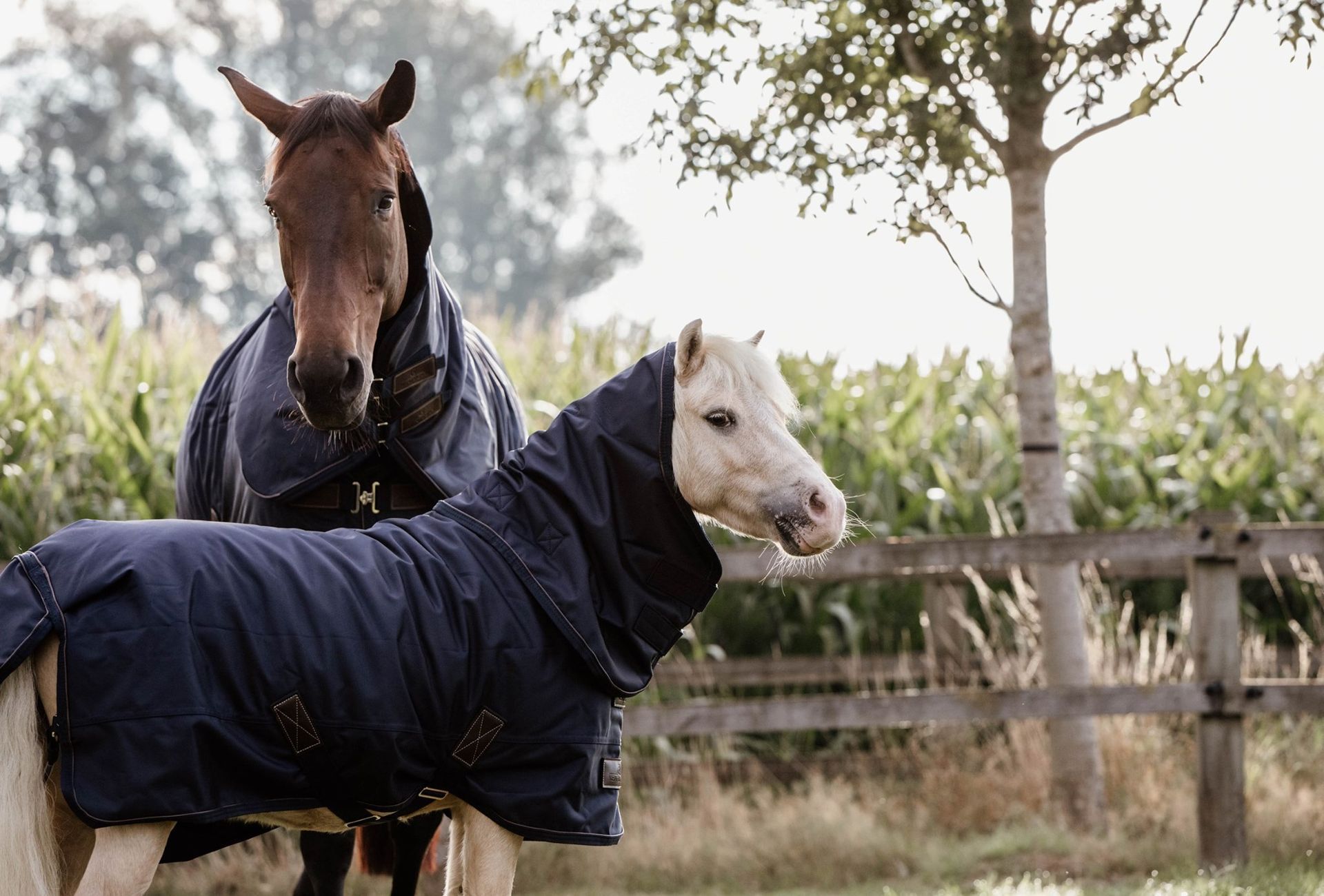 Wanneer doe ik mijn paard een deken op