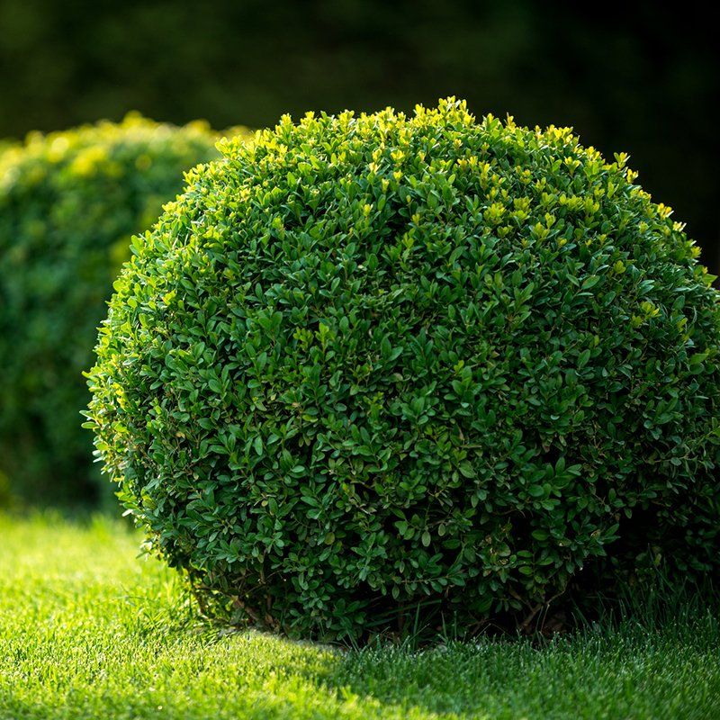 Trimmed Shrub — Watkinsville, GA — Four Seasons Lawn Maintenance