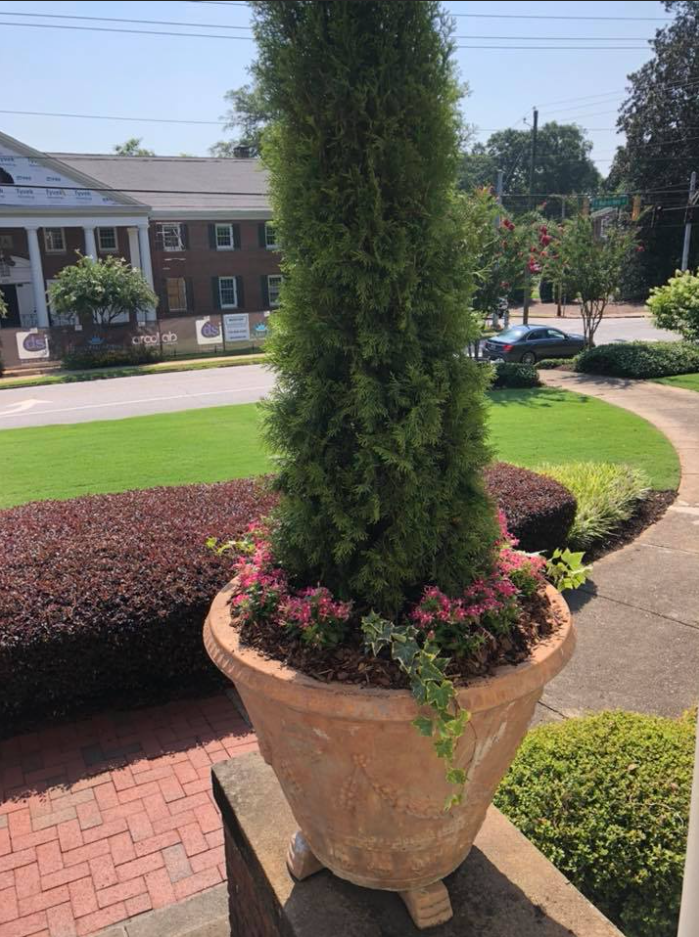 Trimmed Small Tree — Watkinsville, GA — Four Seasons Lawn Maintenance