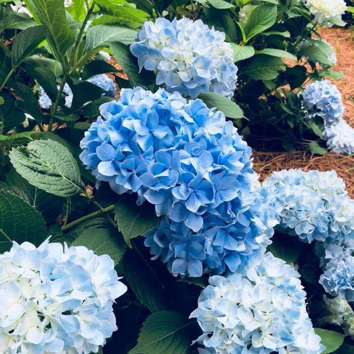 Farmer Holding Plant With Soil — Watkinsville, GA — Four Seasons Lawn Maintenance