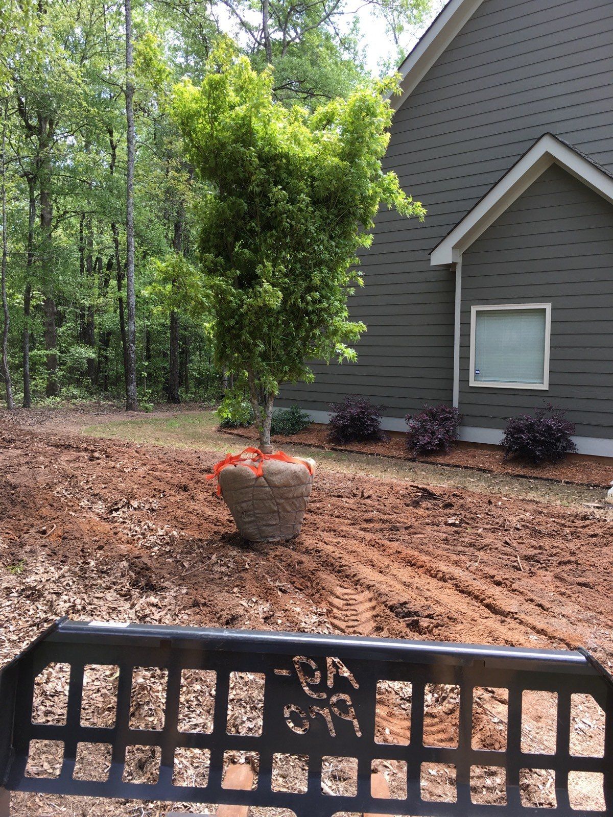Huge Plant — Watkinsville, GA — Four Seasons Lawn Maintenance