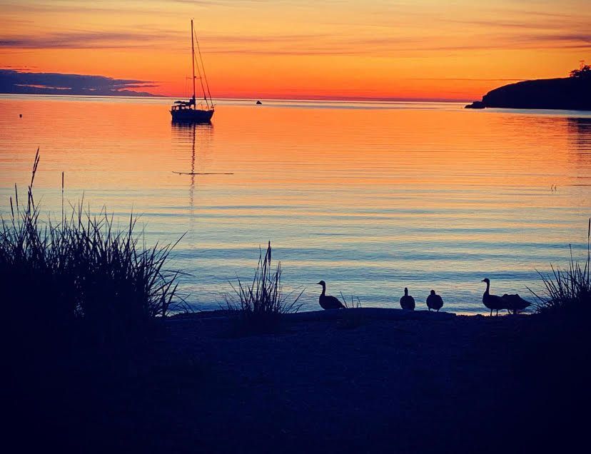 A sunset over a body of water with trees in the foreground.