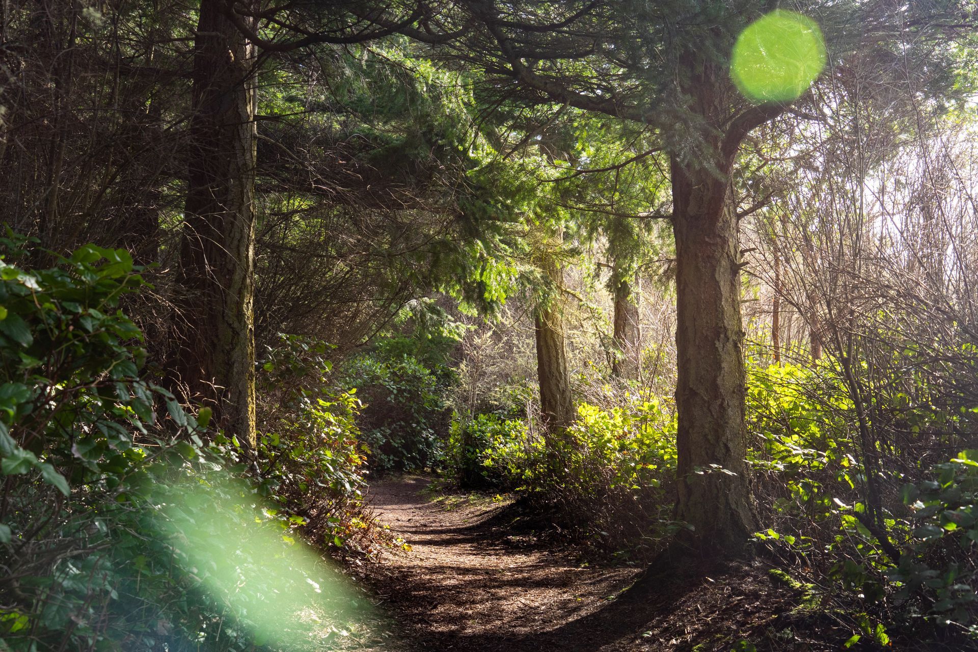 The sun is shining through the trees on a path in the woods.