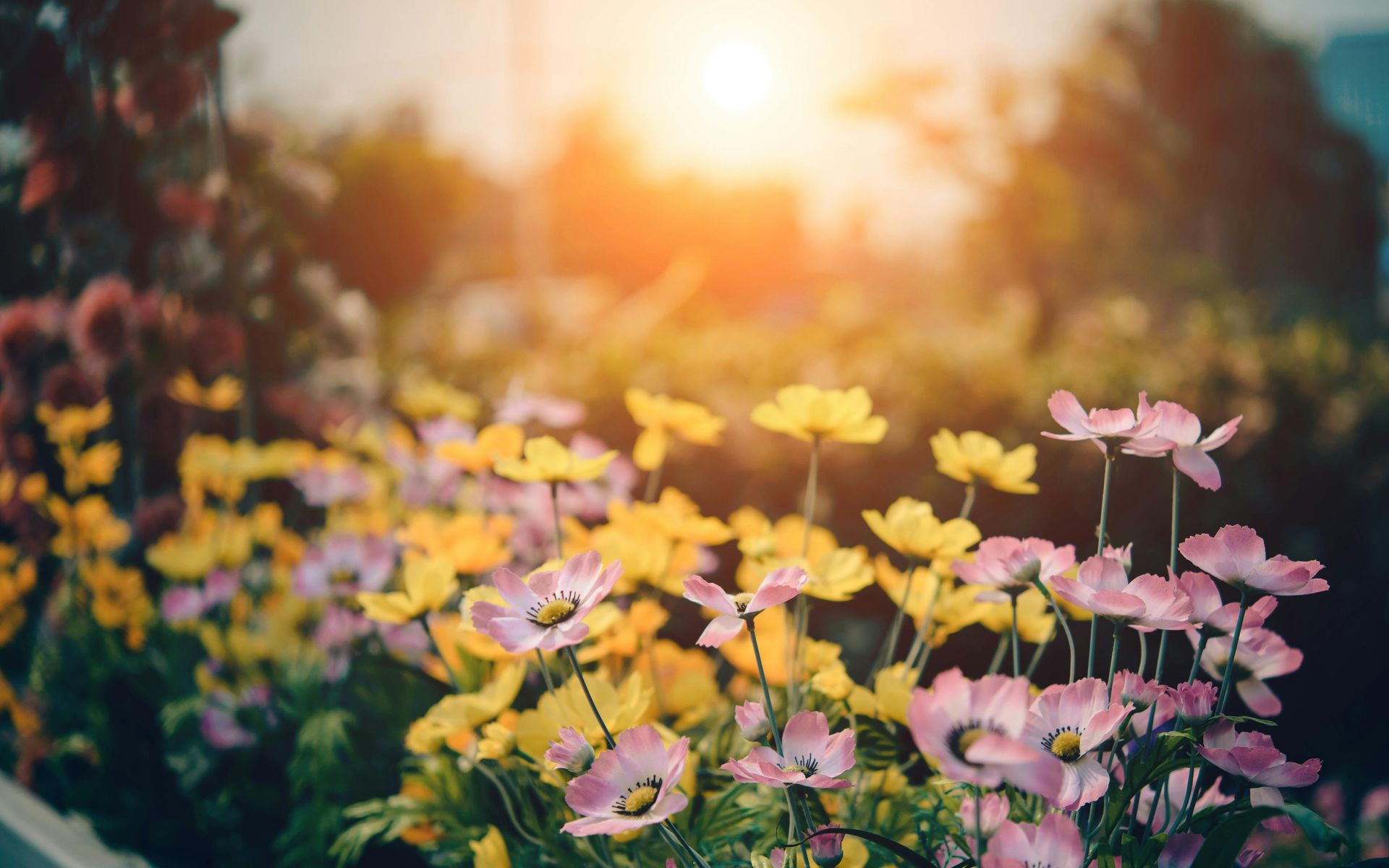 A field of flowers with the sun shining through the trees in the background.