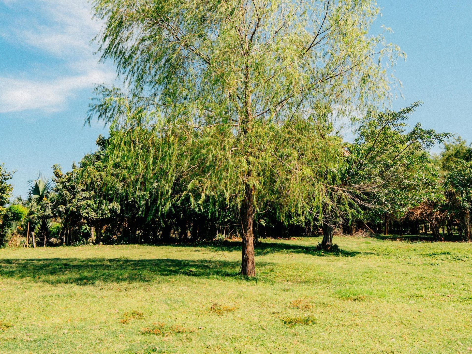 There is a tree in the middle of a grassy field.