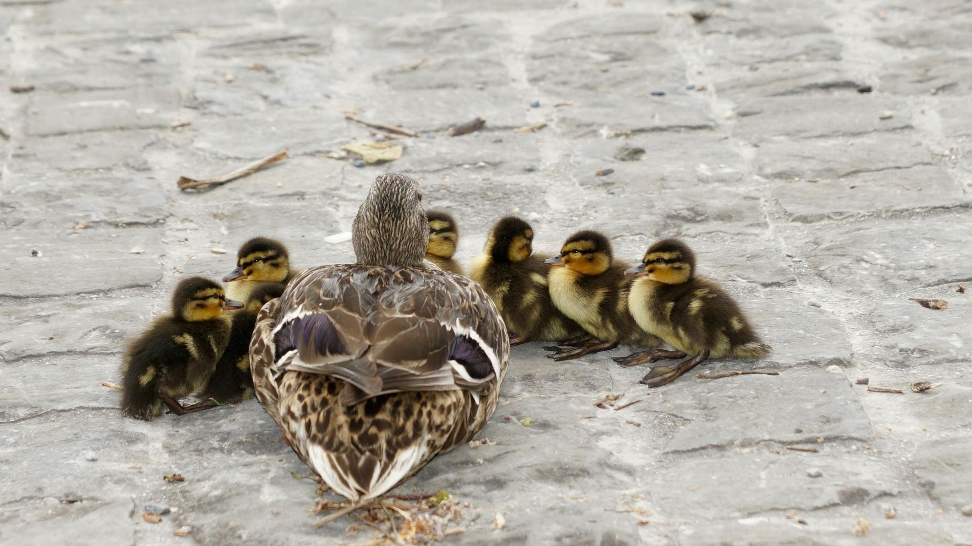 A mother duck and her ducklings are sitting on the ground.