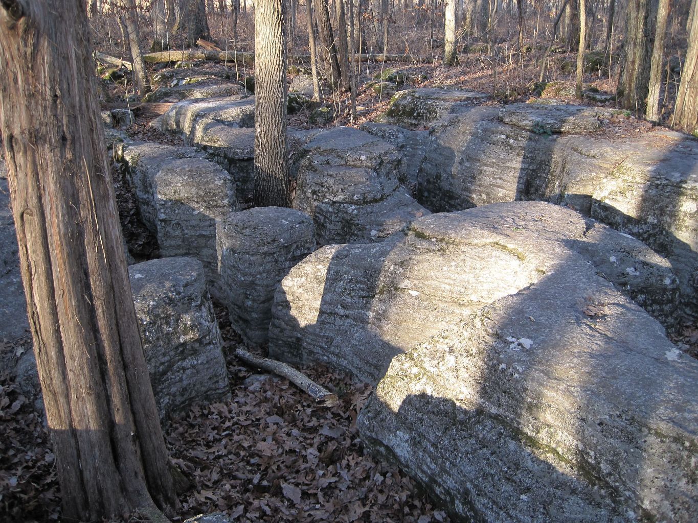 A row of rocks in the middle of a forest with trees in the background.