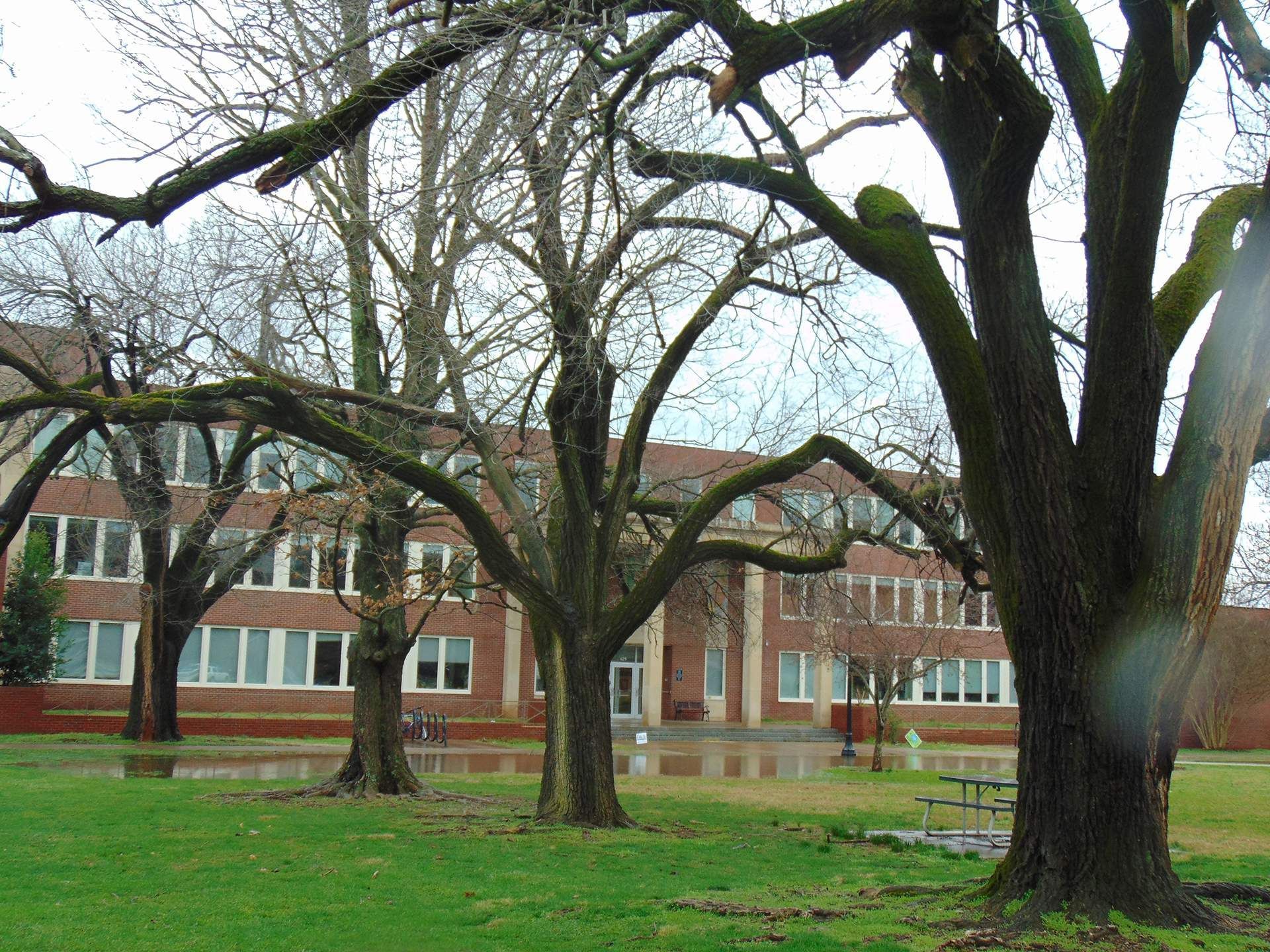 A row of trees in front of a brick building