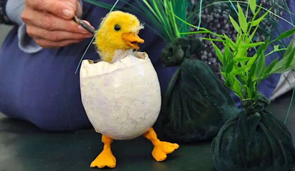 Eine ausgestopfte Ente kommt aus einem Ei