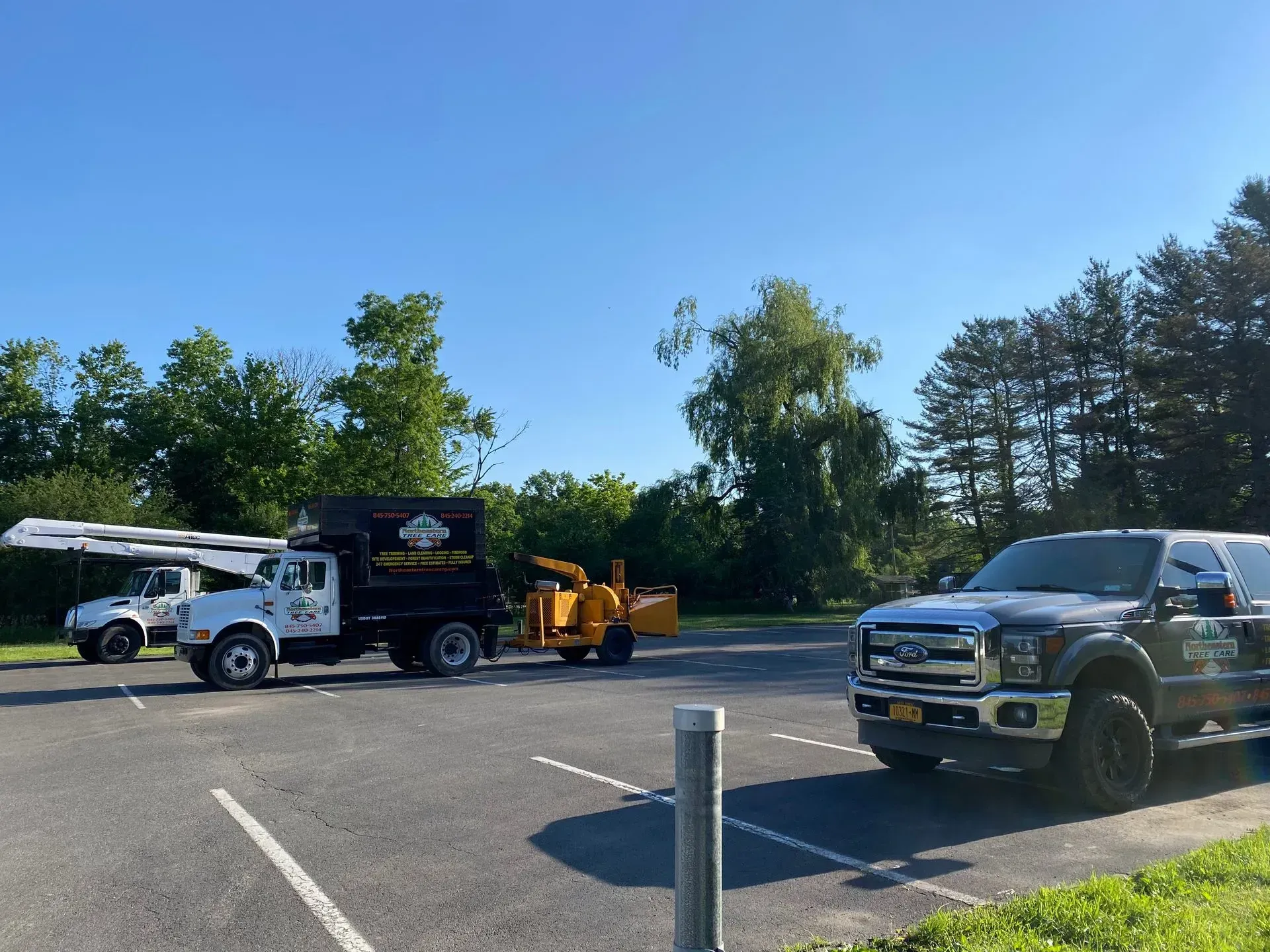 professional tree services staatsburg