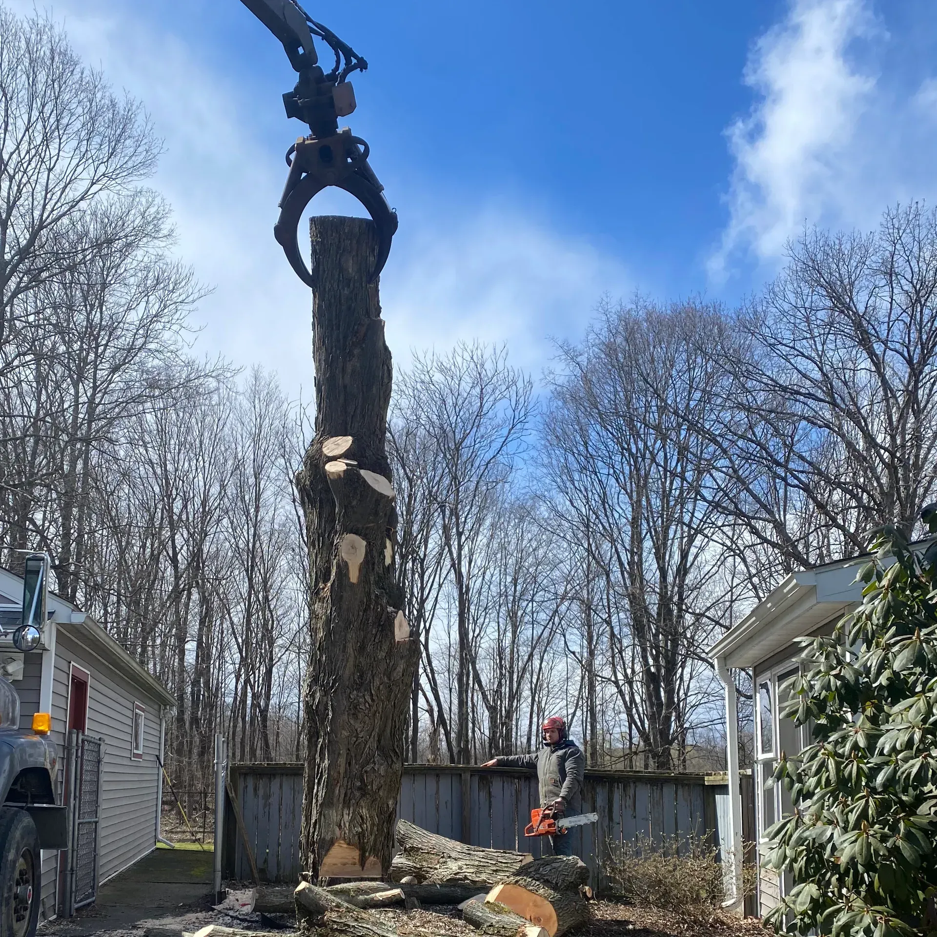 licensed tree removal staatsburg licensed tree removal staatsburg