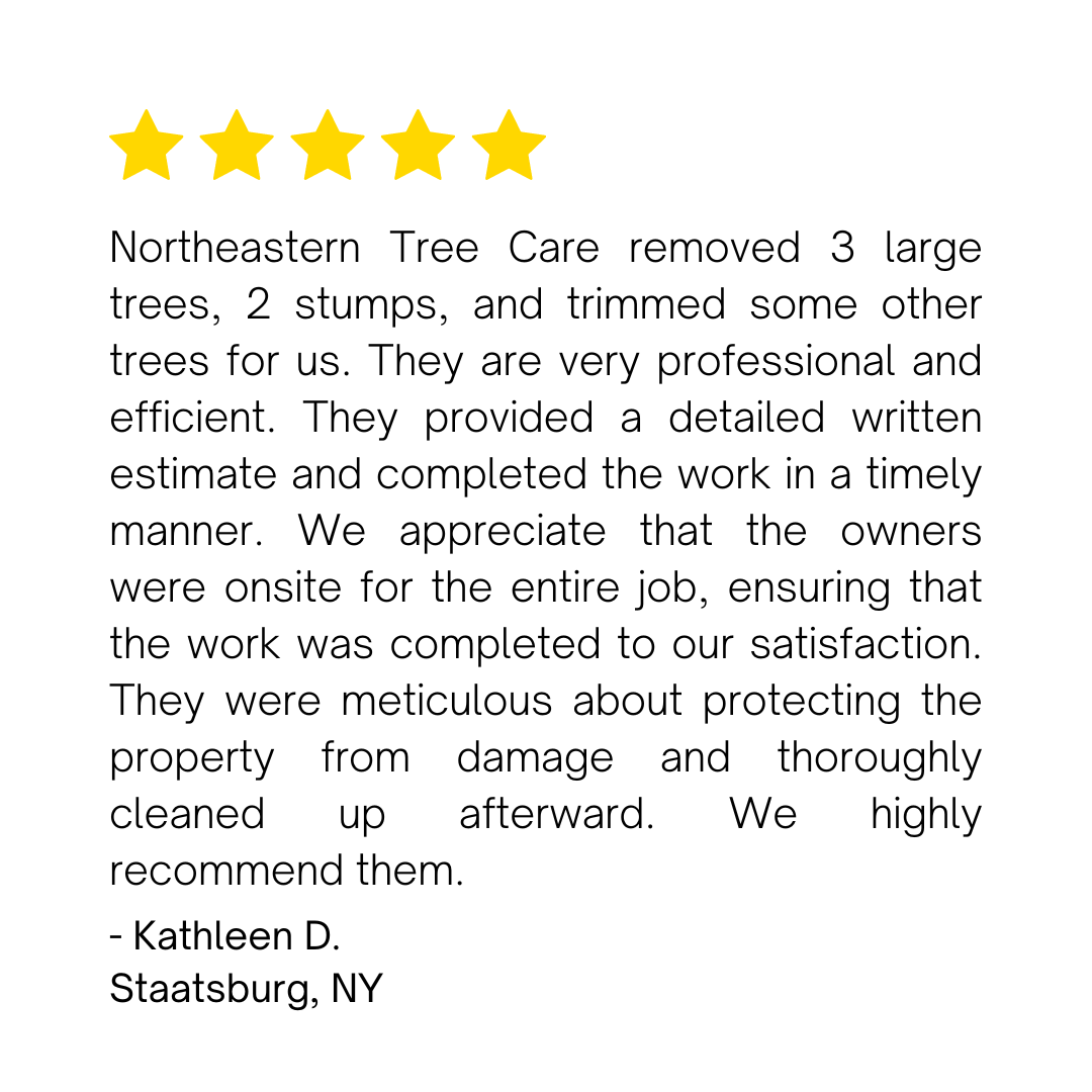 large tree removal staatsburg ny