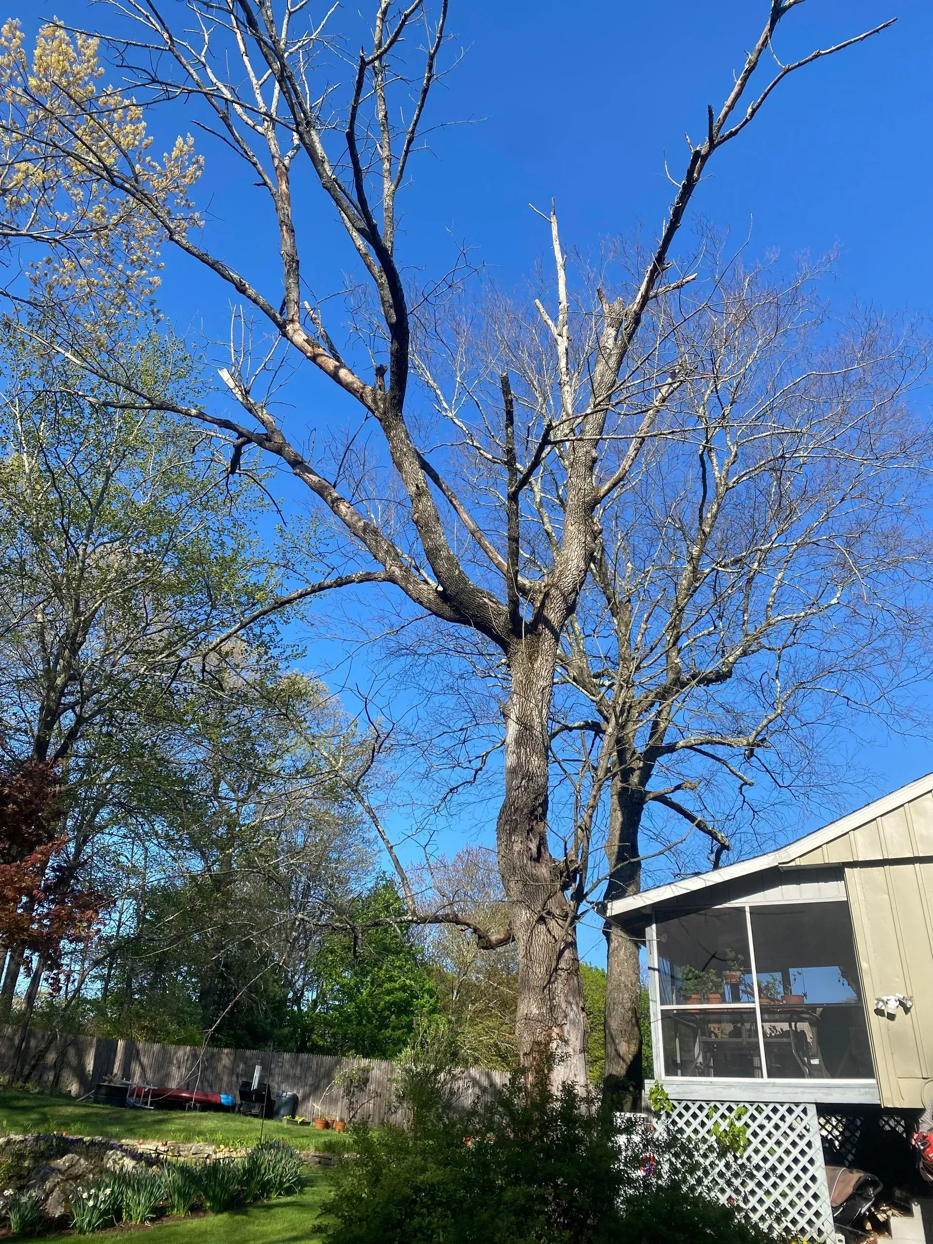 stump grinding staatsburg ny