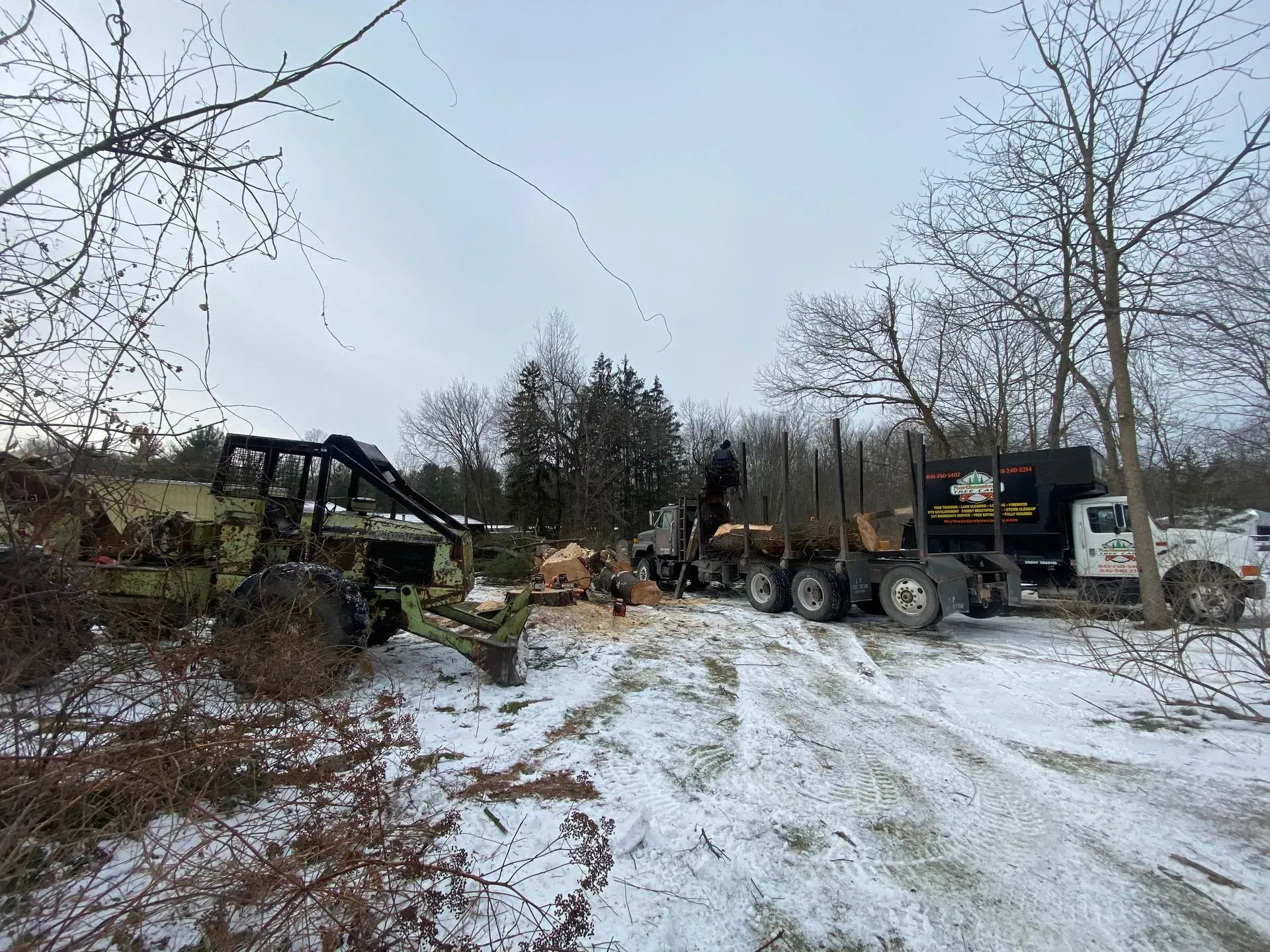 tree clearing staatsburg ny