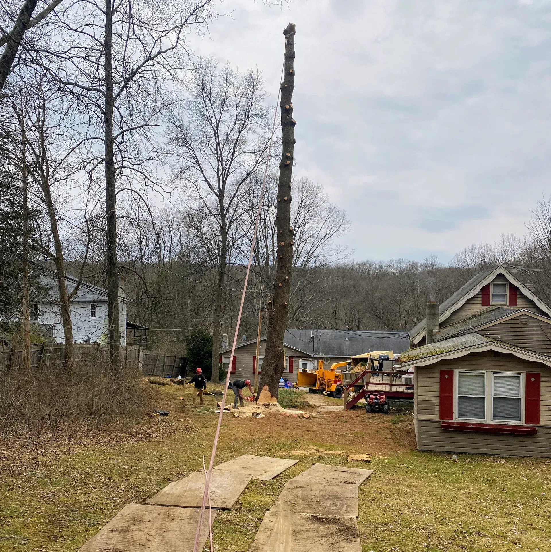 tree inspection staatsburg ny