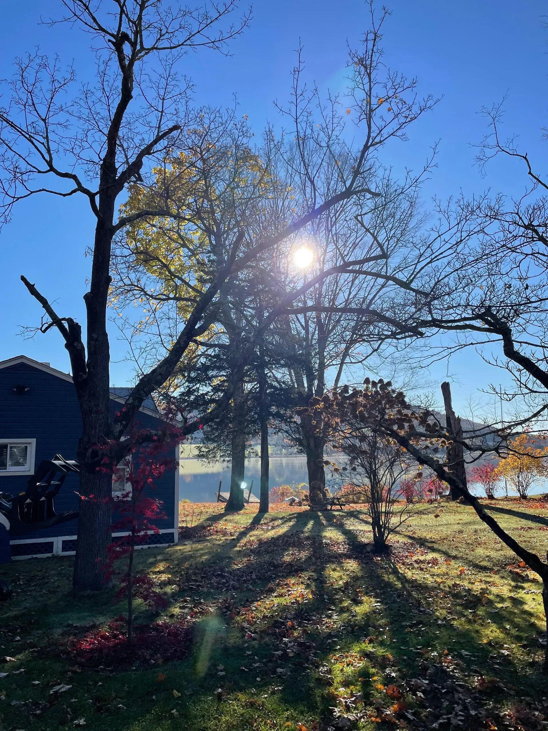 tree clearing staatsburg ny