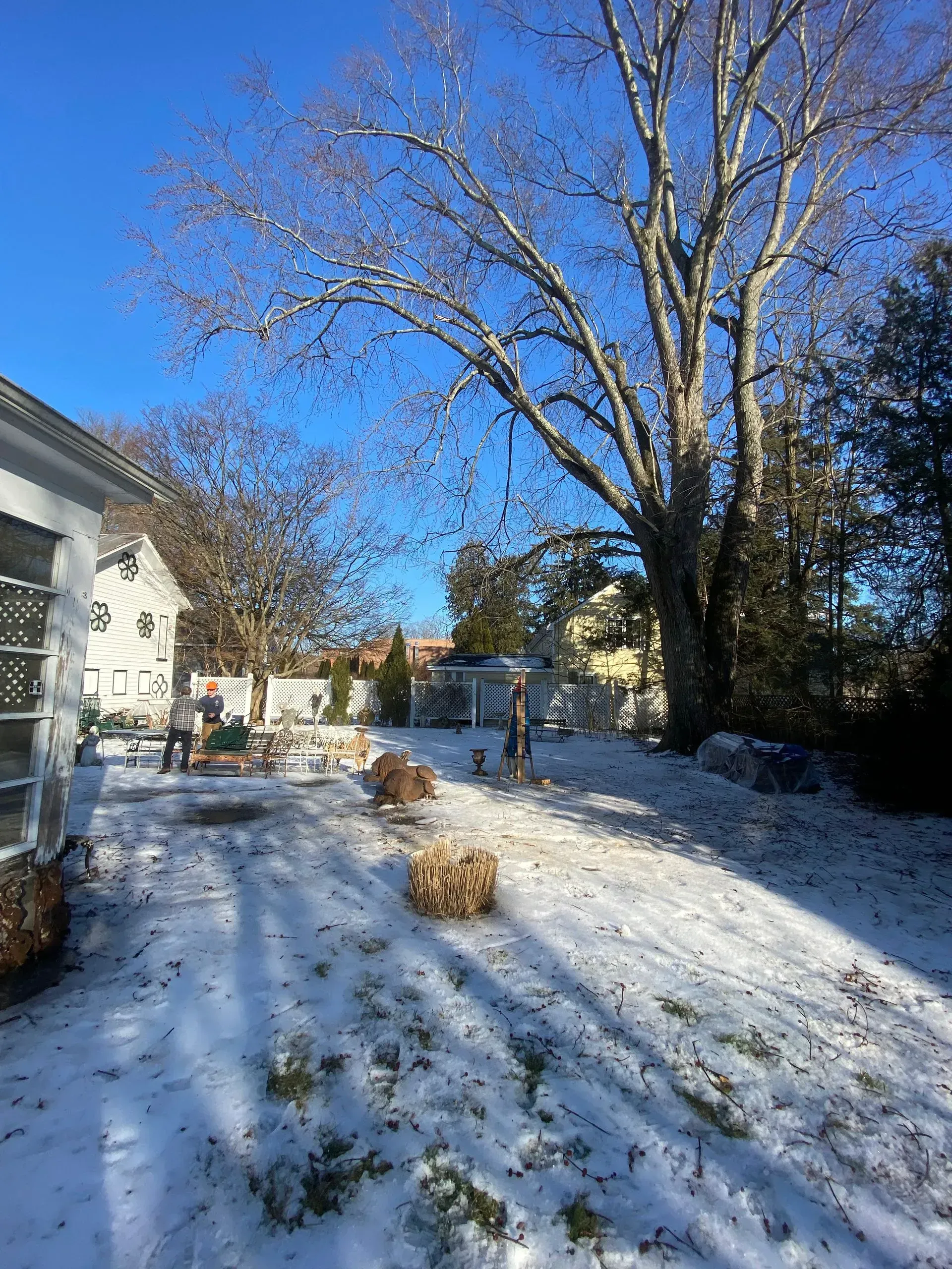 stump grinding staatsburg ny