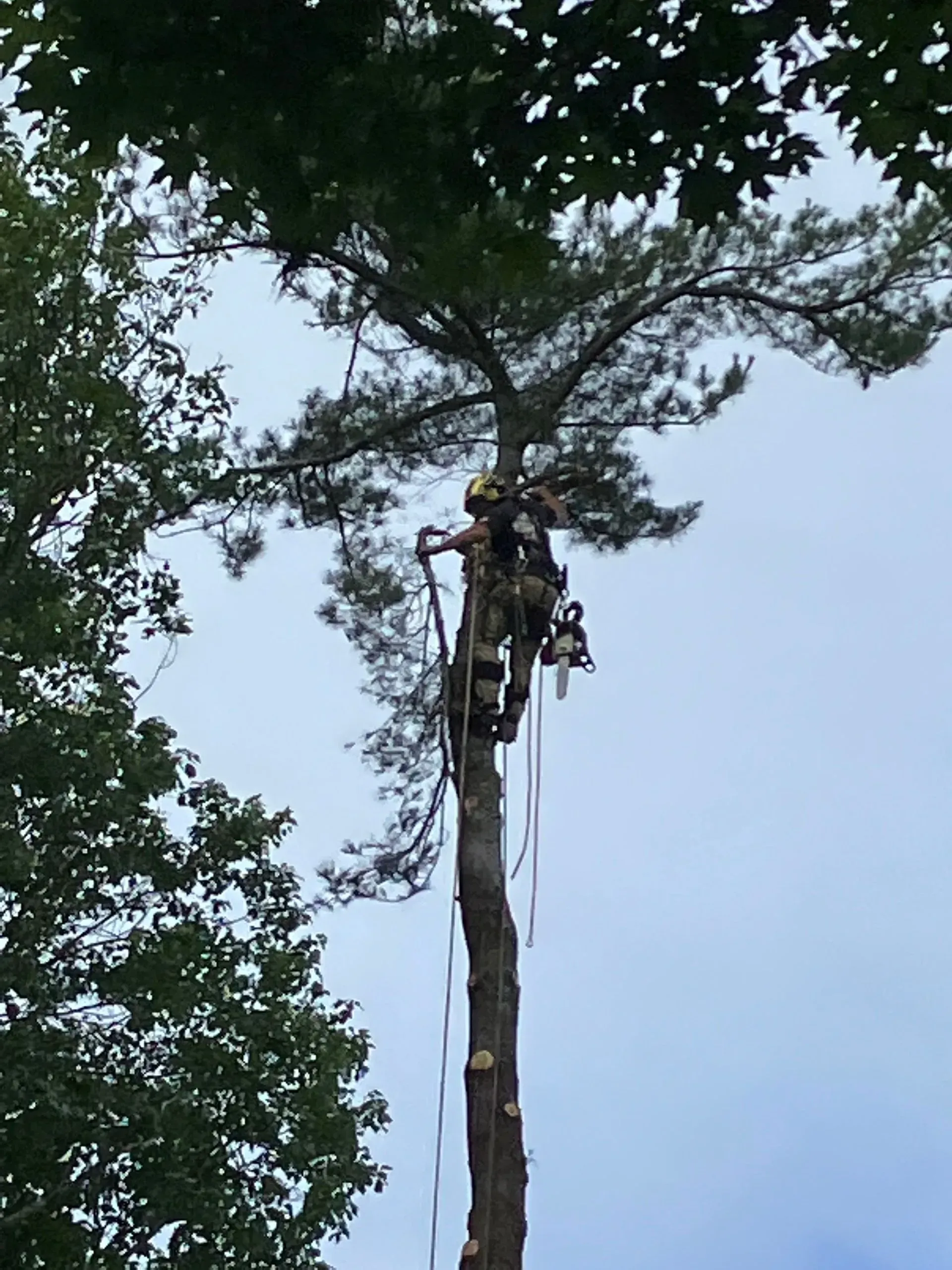 tree inspection staatsburg ny