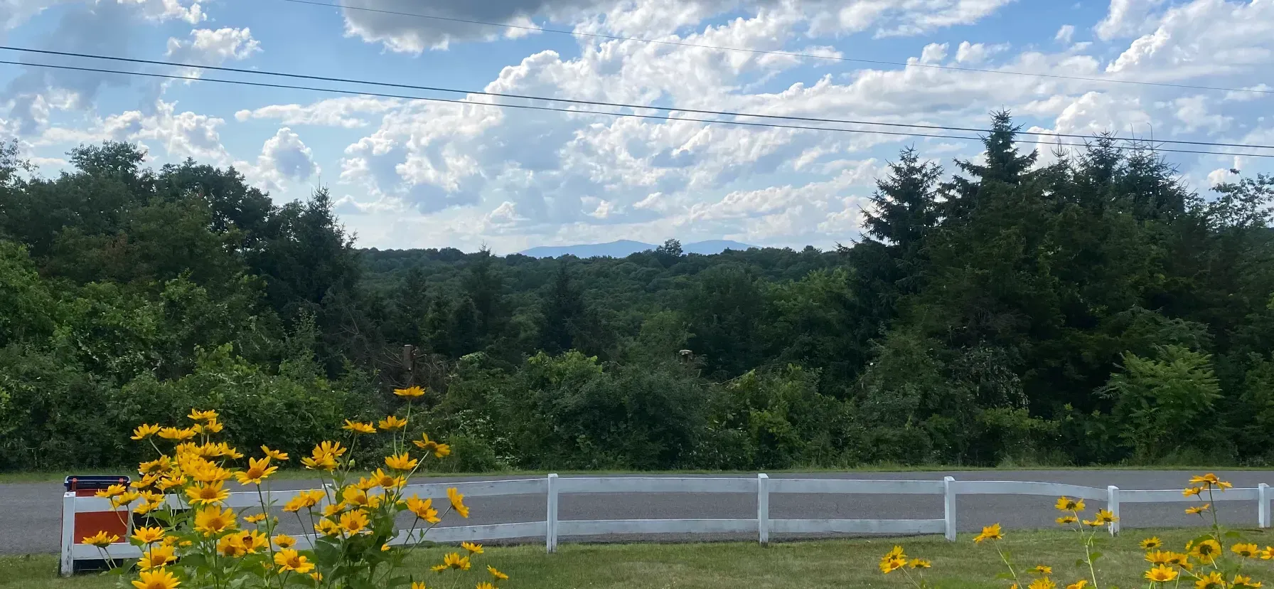 large tree removal staatsburg ny